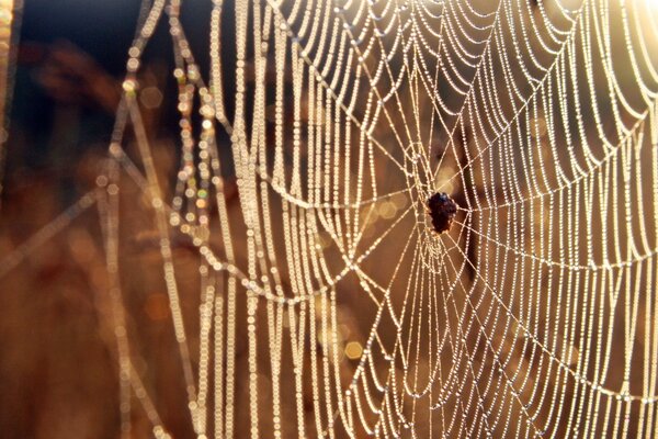 Die Spinne hat ihr Spinnennetz gewebt - eine Falle