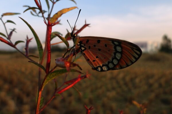 Pequeña mariposa cerca del fondo de los rayos del atardecer