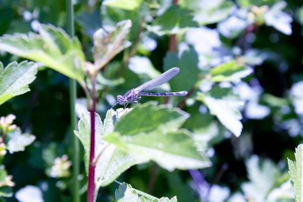 Libellula non è un albero a foglia verde