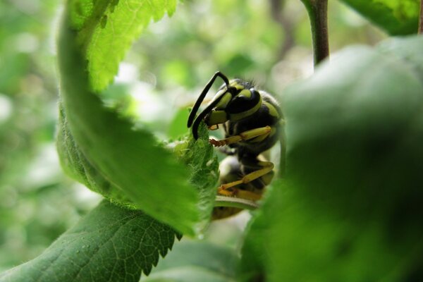 Insecte guêpe sur feuille