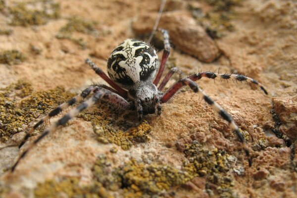 Spider crawls on the sand in nature