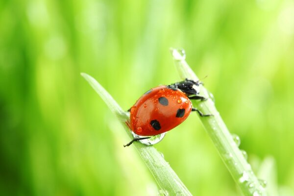 Insect beetle ladybug in nature