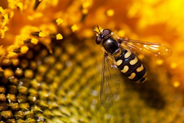 A hardworking bee collects honey on a flower