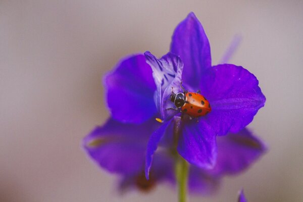 Ladybug on a blue flower