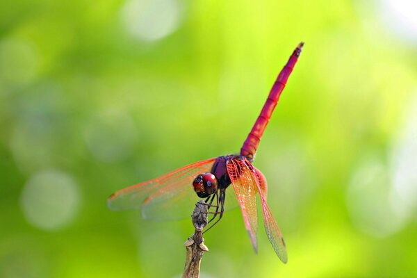 A dragonfly insect sits on a leaf