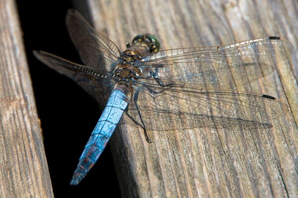 Insect dragonfly close-up