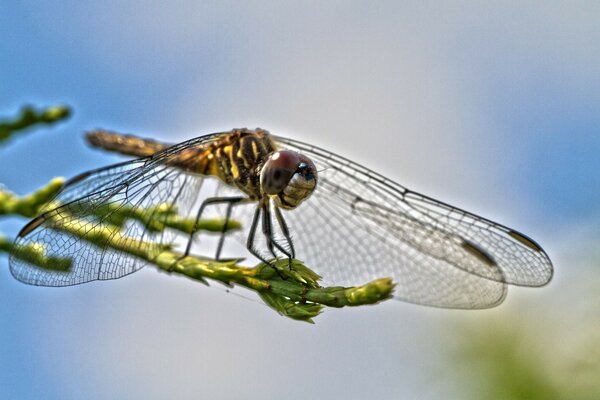 The dragonfly is preparing to take off beautifully