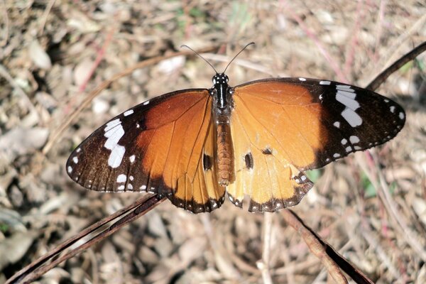 Natur: Ein Schmetterling mit großen Flügeln