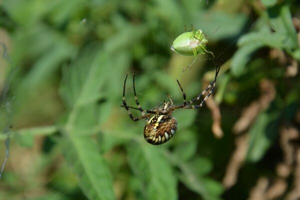 Picture on the desktop Spider