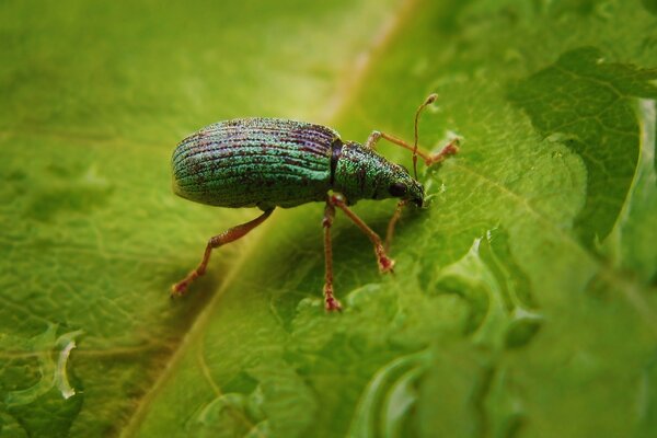 An insect beetle sits on a leaf