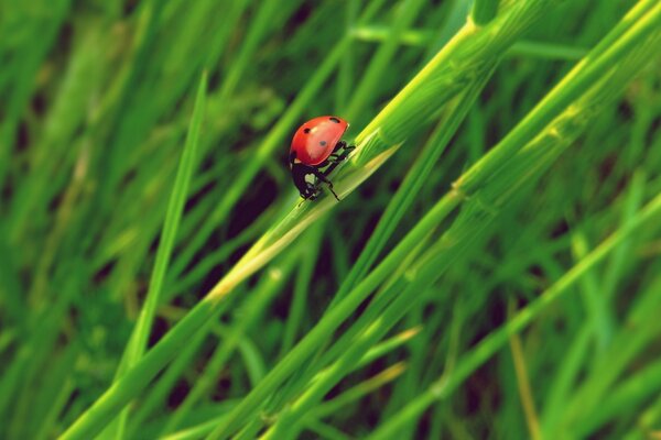 Ladybug on a leaf of grass