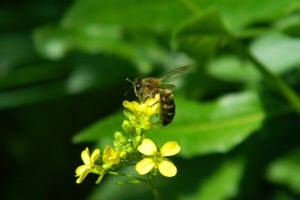 Pszczoła na kwiatku natura zielone tło