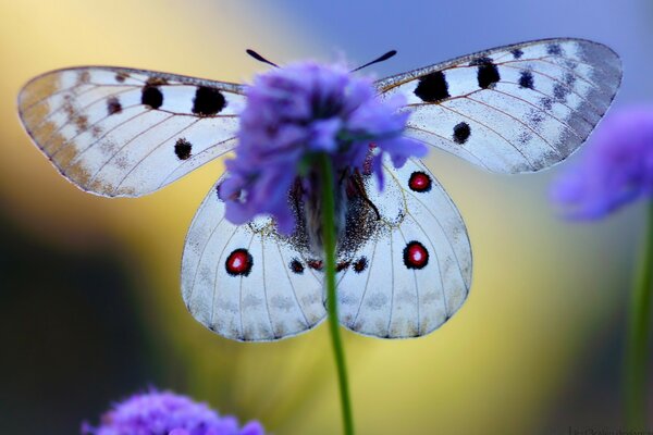 Beautiful white butterfly on a purple flower