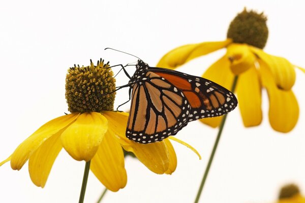 Verano, buen tiempo-mariposa en la flor