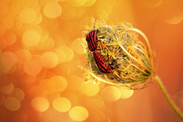 A red insect on a dandelion on an orange background