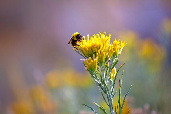 Auf einem gelben Löwenzahn sitzt eine Hummel