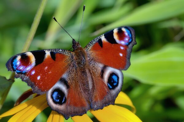 Sanfter Schmetterling auf einer gelben Blume