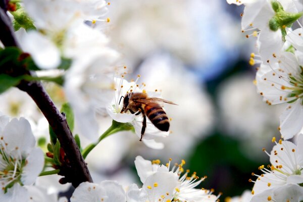 Tapete Natur sitzt eine Biene auf einer Blume