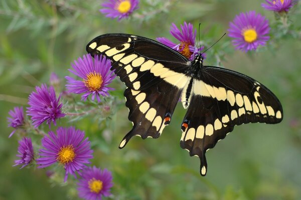 Hermosa mariposa y flores de color púrpura