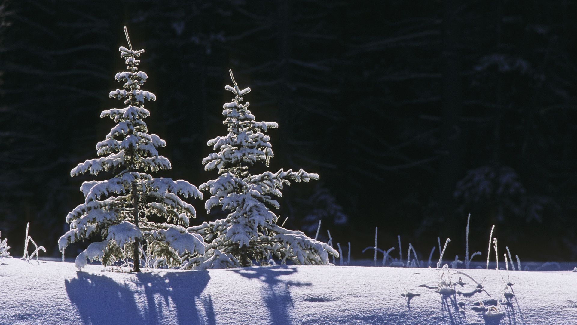 hiver neige froid gel noël congelé saison glace arbre nature givré météo neige-blanc bois paysage pin à l extérieur