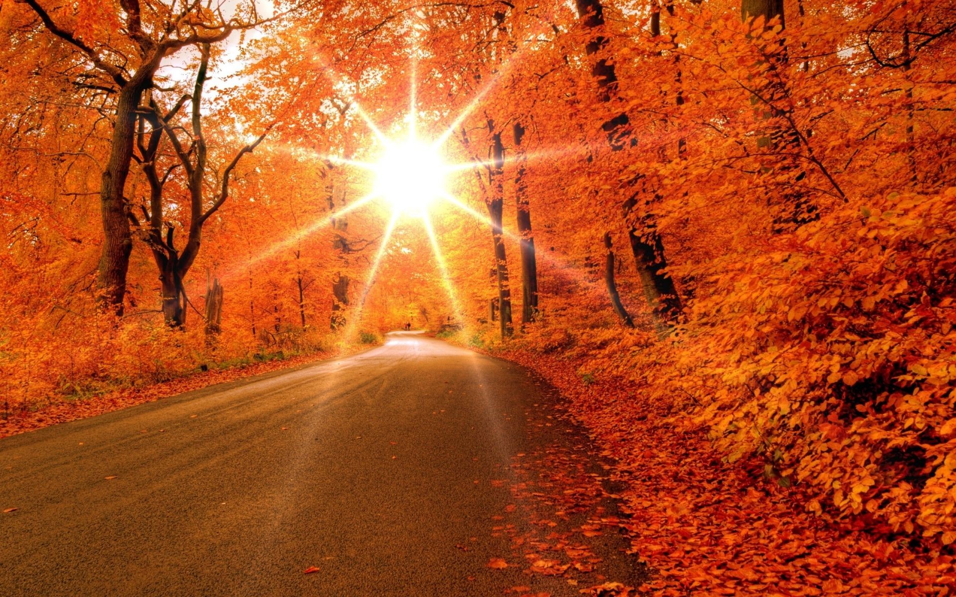 puesta de sol y amanecer carretera otoño luz desenfoque al aire libre paisaje amanecer