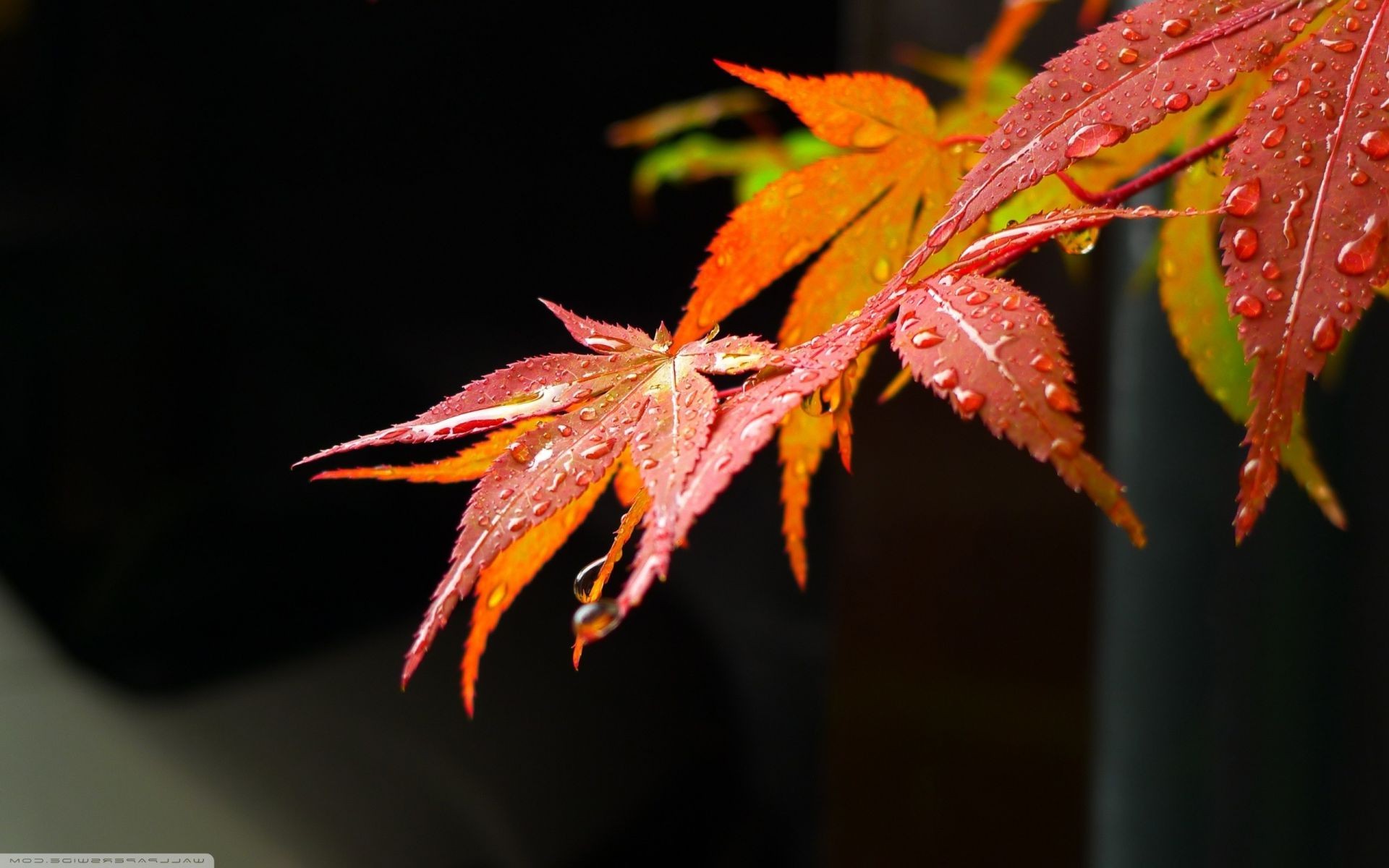 blätter blatt herbst natur flora hell im freien ahorn licht farbe jahreszeit holz holz