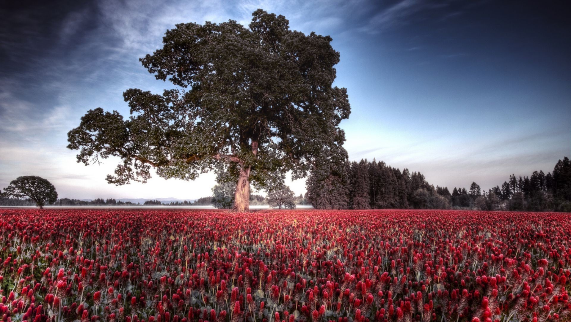 flowers landscape flower field poppy tree outdoors agriculture cropland park tulip