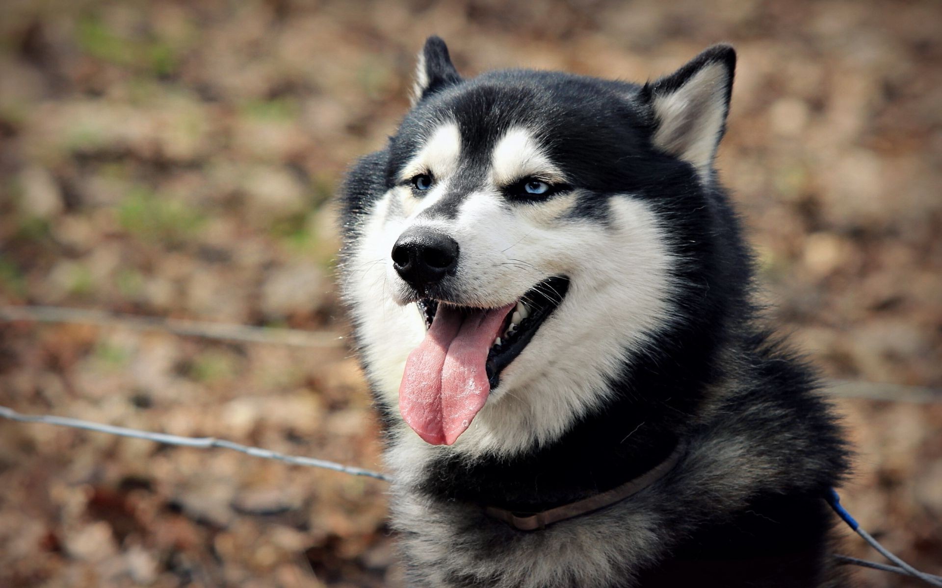 cane cane mammifero ritratto canino carino animale animale domestico pelliccia vista occhio lupo cucciolo domestico