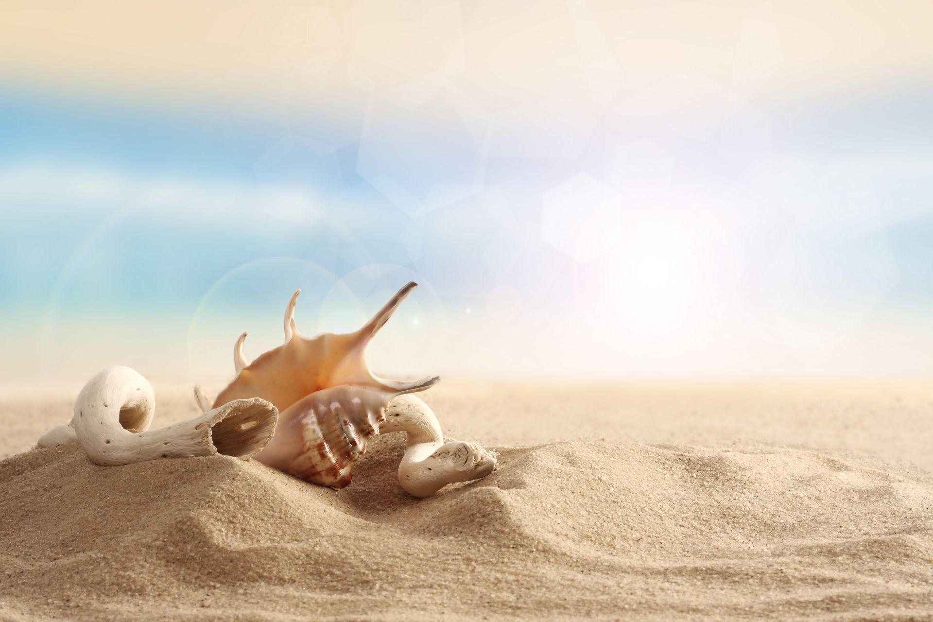 macro beach sand seashore sea nature ocean desktop summer shell seashell vacation water shore travel hot seaside close-up sun tropical