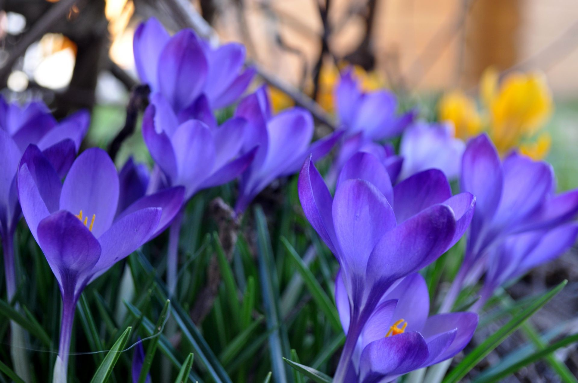 çiçekler çiçek doğa çiğdem flora paskalya bahçe yaprak çiçek açan çiçek taçyaprağı sezon renk violet büyüme park yaz çimen parlak buket