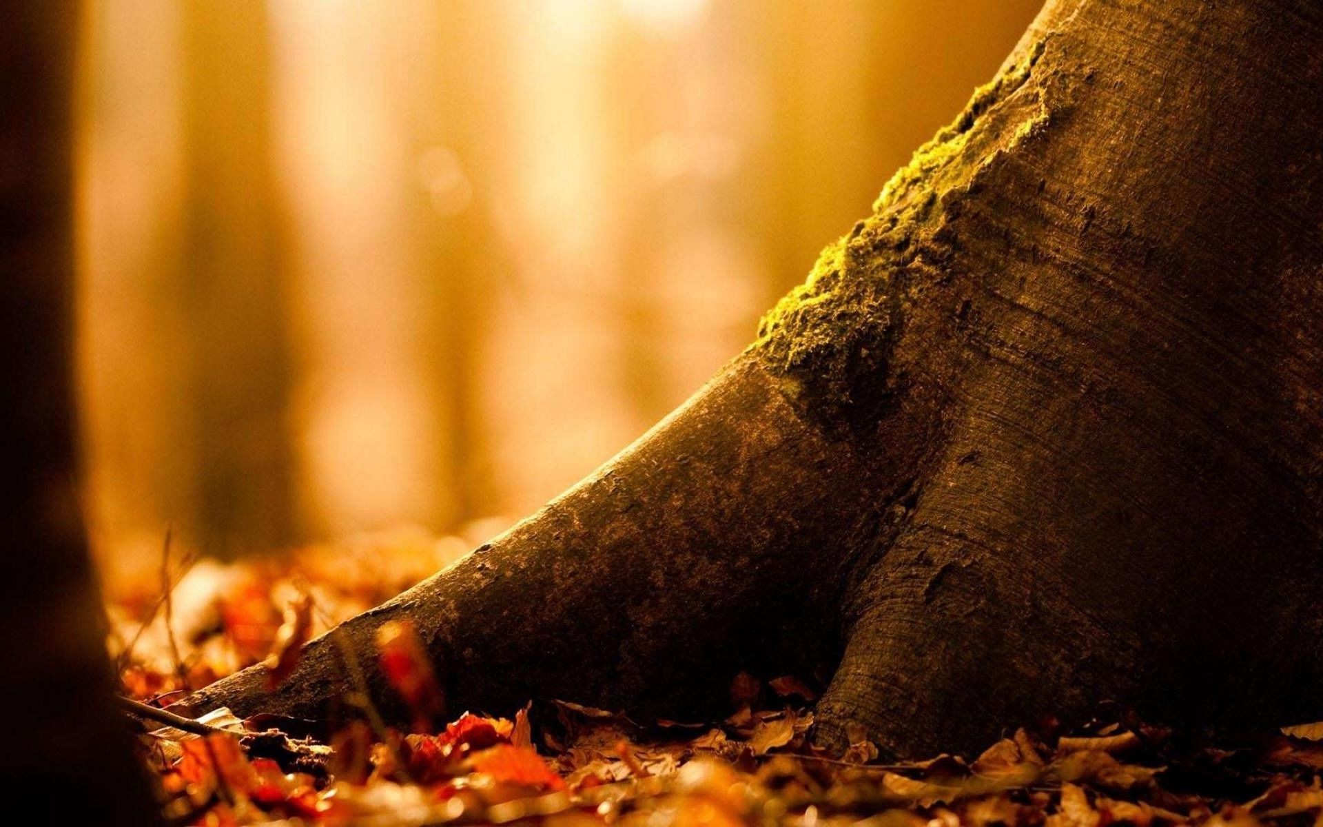 blätter herbst holz essen unschärfe natur blatt stillleben ein