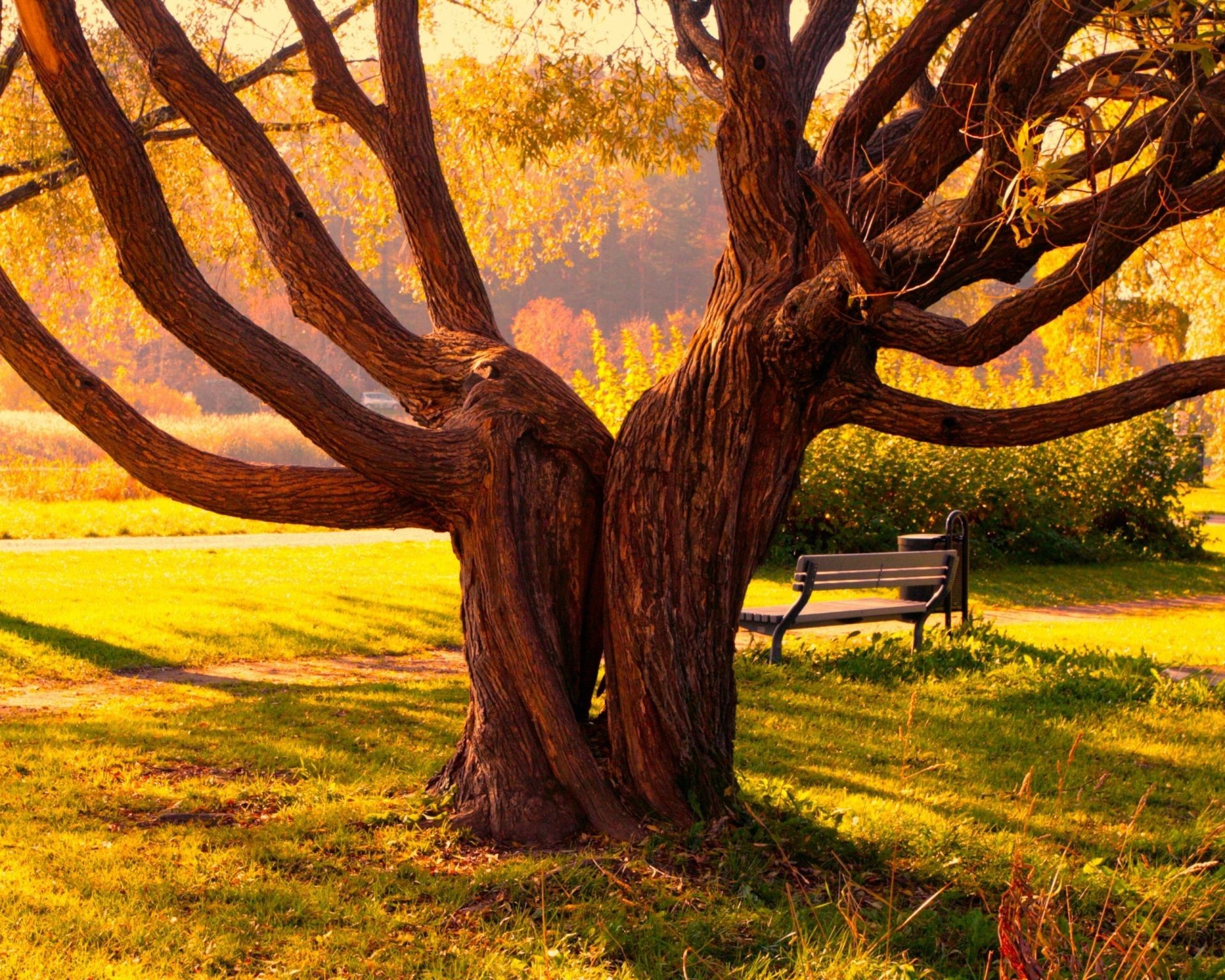 ağaçlar ağaç ahşap doğa manzara sonbahar park yaprak açık havada günbatımı flora gövde şafak renk seyahat ışık