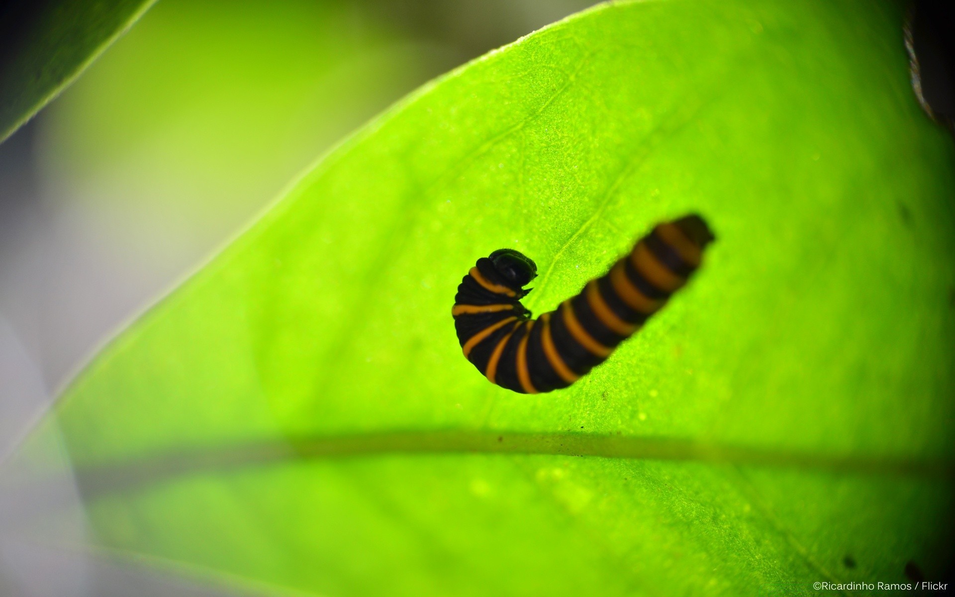 böcekler böcek yaprak biyoloji doğa omurgasızlar kelebek tırtıl larva açık havada flora güve bahçe