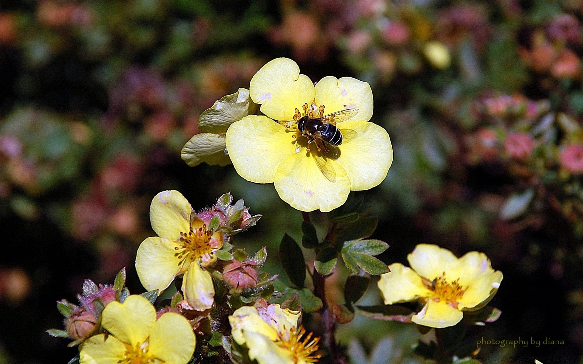 insects flower garden nature flora blooming leaf floral petal color outdoors rose summer growth