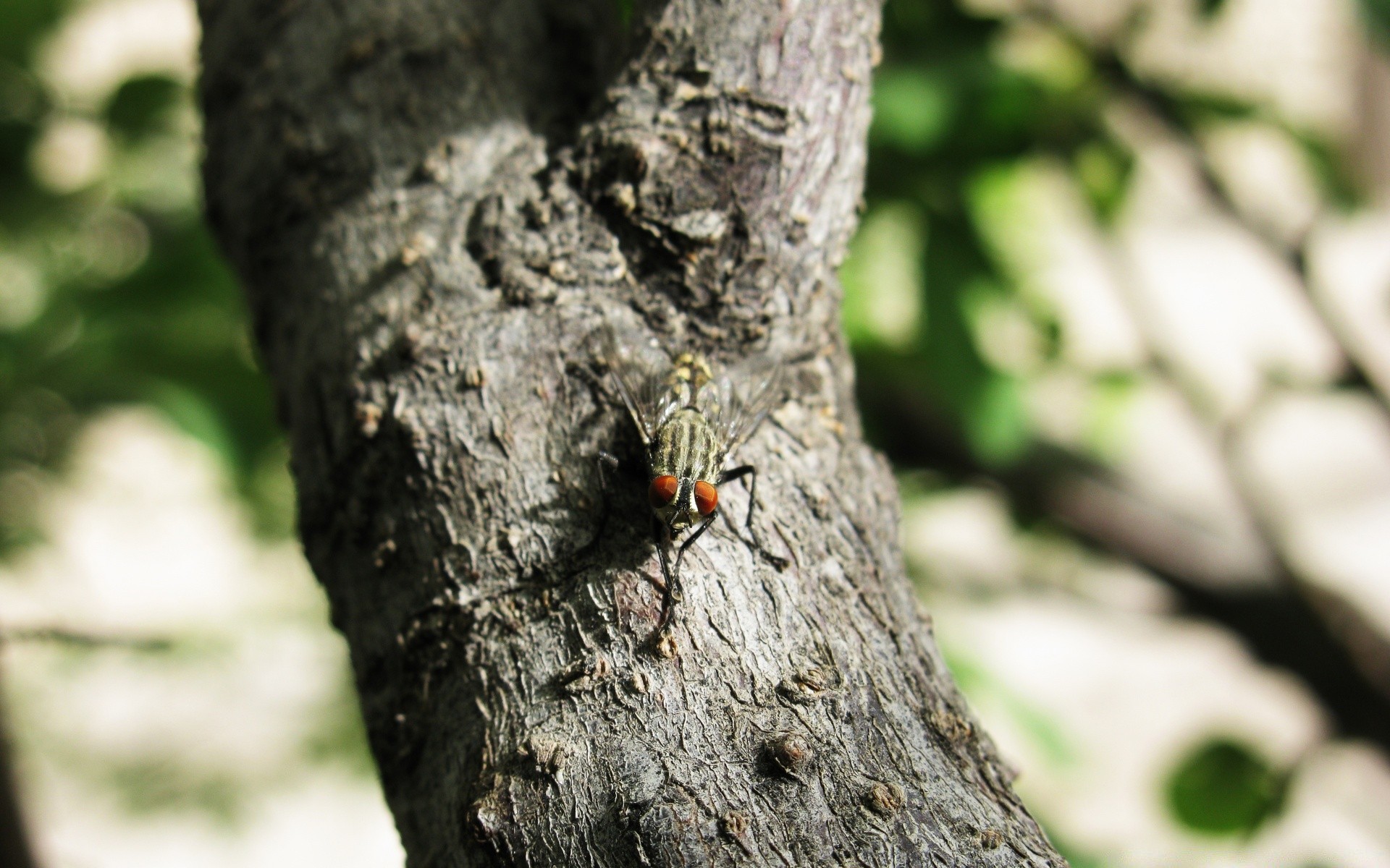 insects insect tree wildlife invertebrate wood nature outdoors beetle environment animal bark daylight close-up