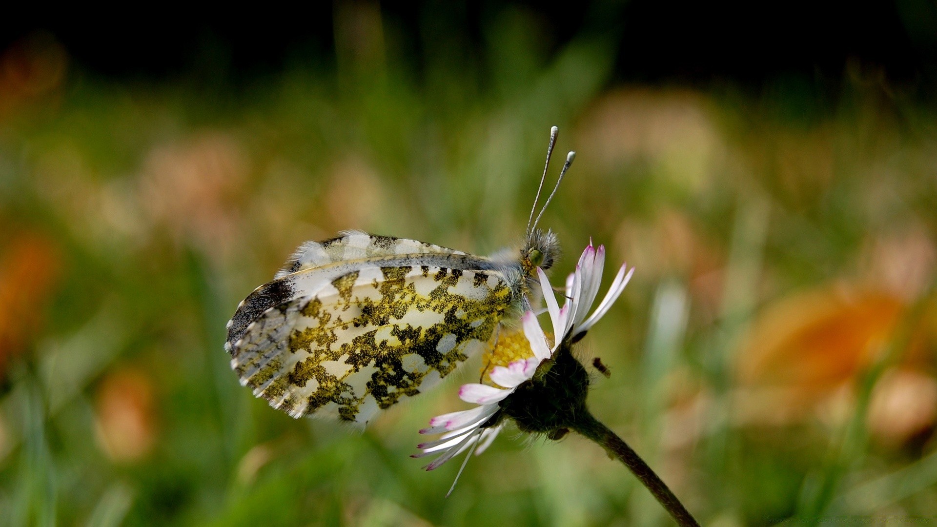 butterfly nature insect flower summer outdoors grass garden flora fly leaf wild close-up animal bee little bright hayfield wing