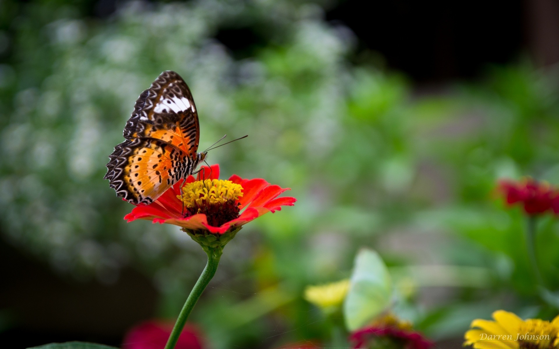 insects nature flower summer insect butterfly outdoors garden flora leaf bright color growth fair weather close-up beautiful