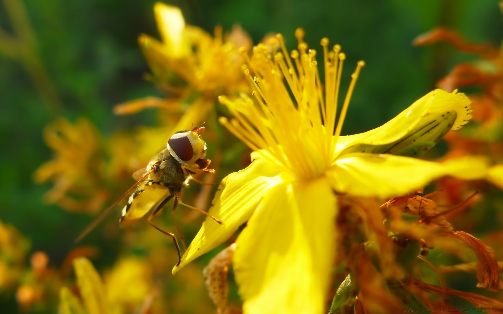 insetos inseto natureza abelha folha flor mel ao ar livre borrão pólen verão polinização invertebrados flora abelhas jardim