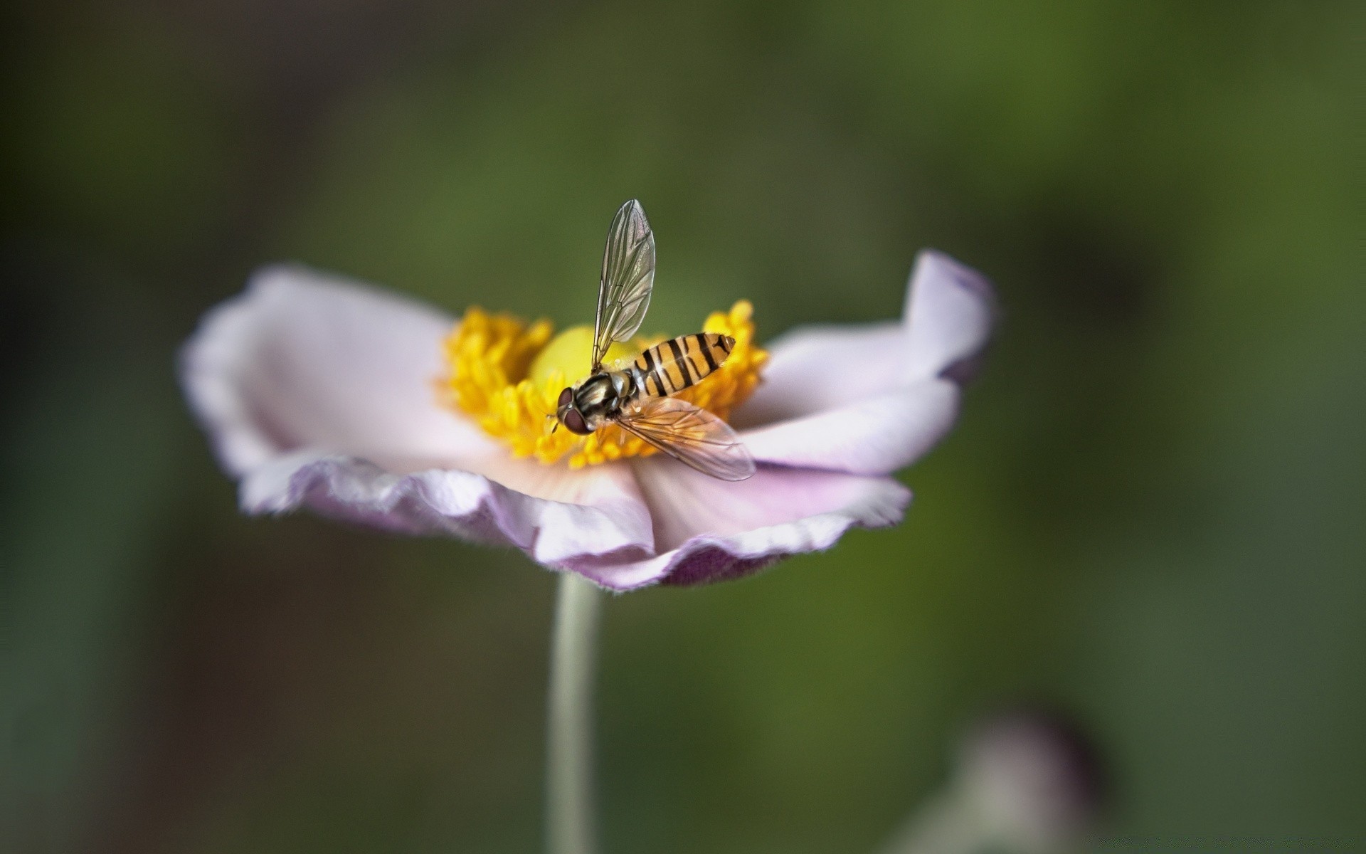 insekten natur insekt biene blume pollen sommer wild im freien flora honig blatt bestäubung nektar