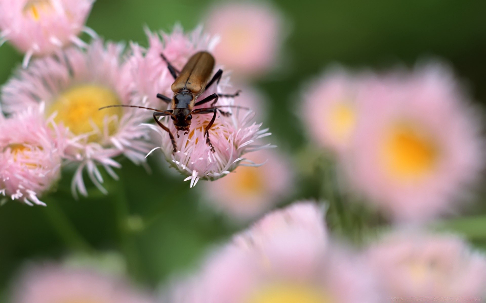 owady natura lato kwiat flora ogród jasny liść zbliżenie kolor na zewnątrz pyłek sezon owad trawa