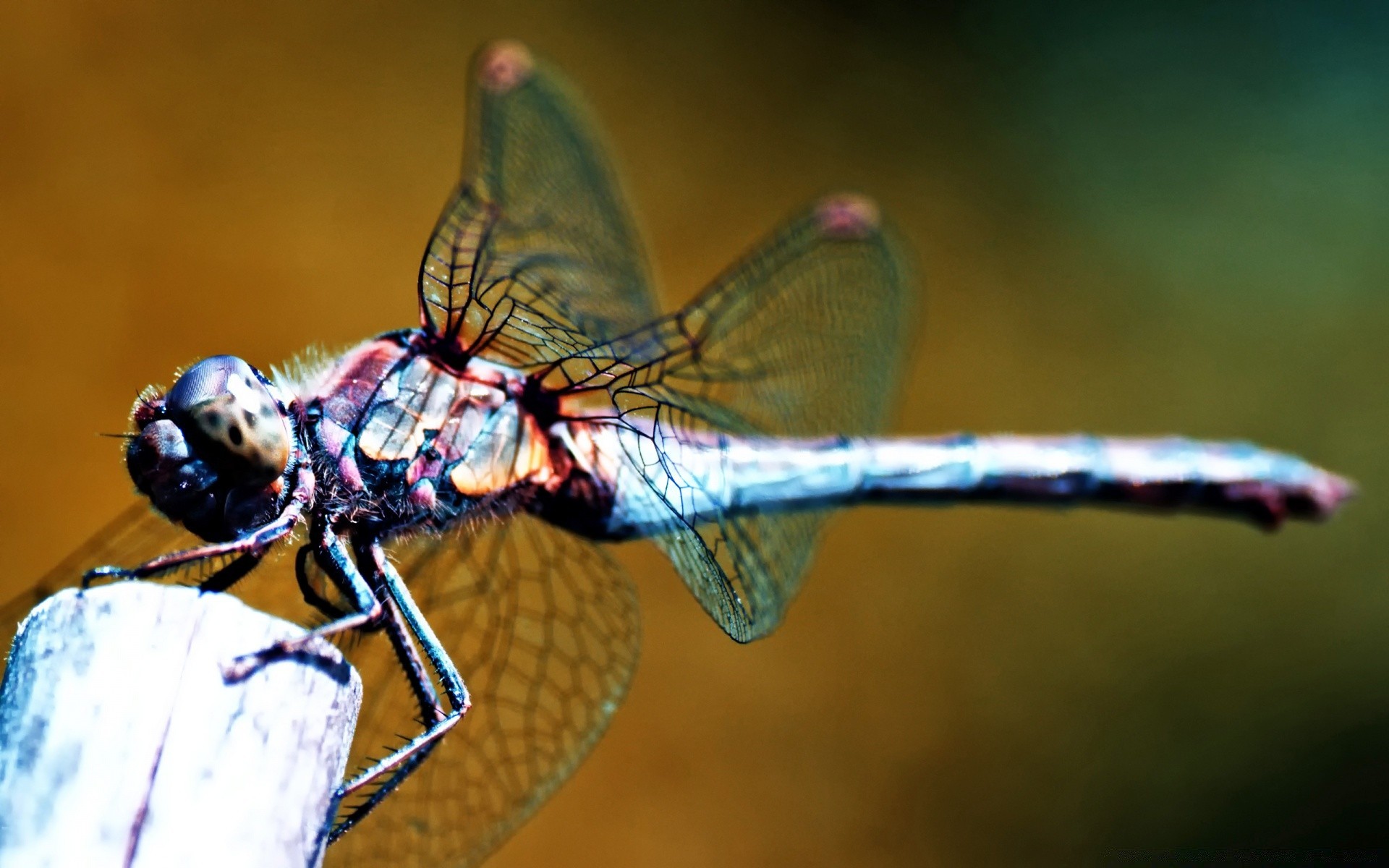 insekten libelle insekt wirbellose tierwelt tier natur fliegen flügel im freien tageslicht