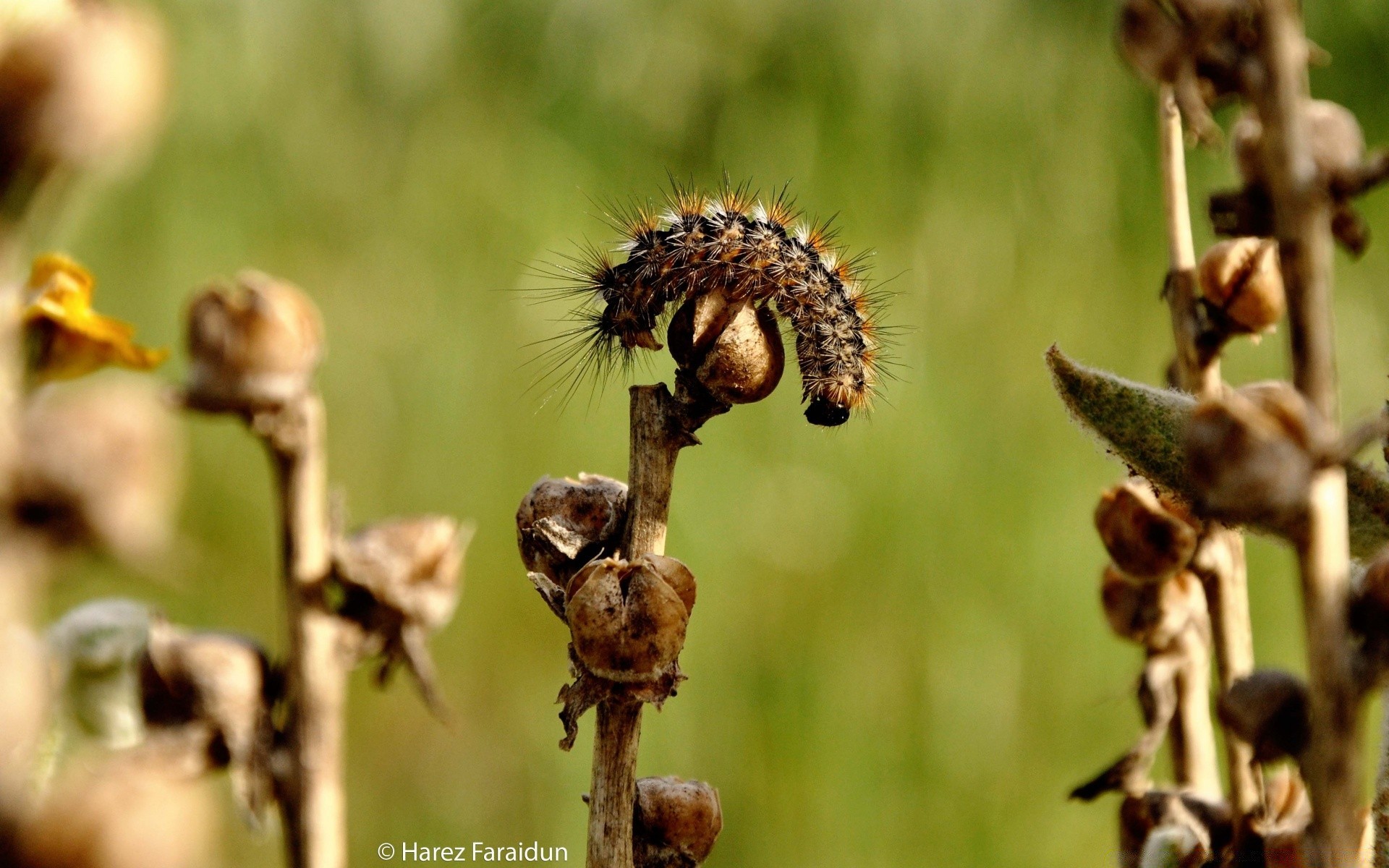 insekten natur im freien blatt tierwelt insekt wenig flora