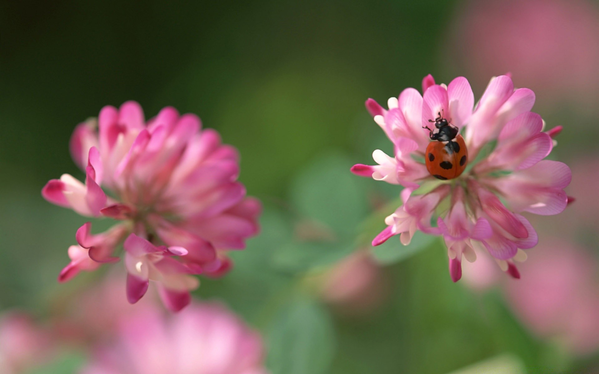 insects flower nature flora garden petal blooming summer floral color close-up leaf beautiful field hayfield park bright head season