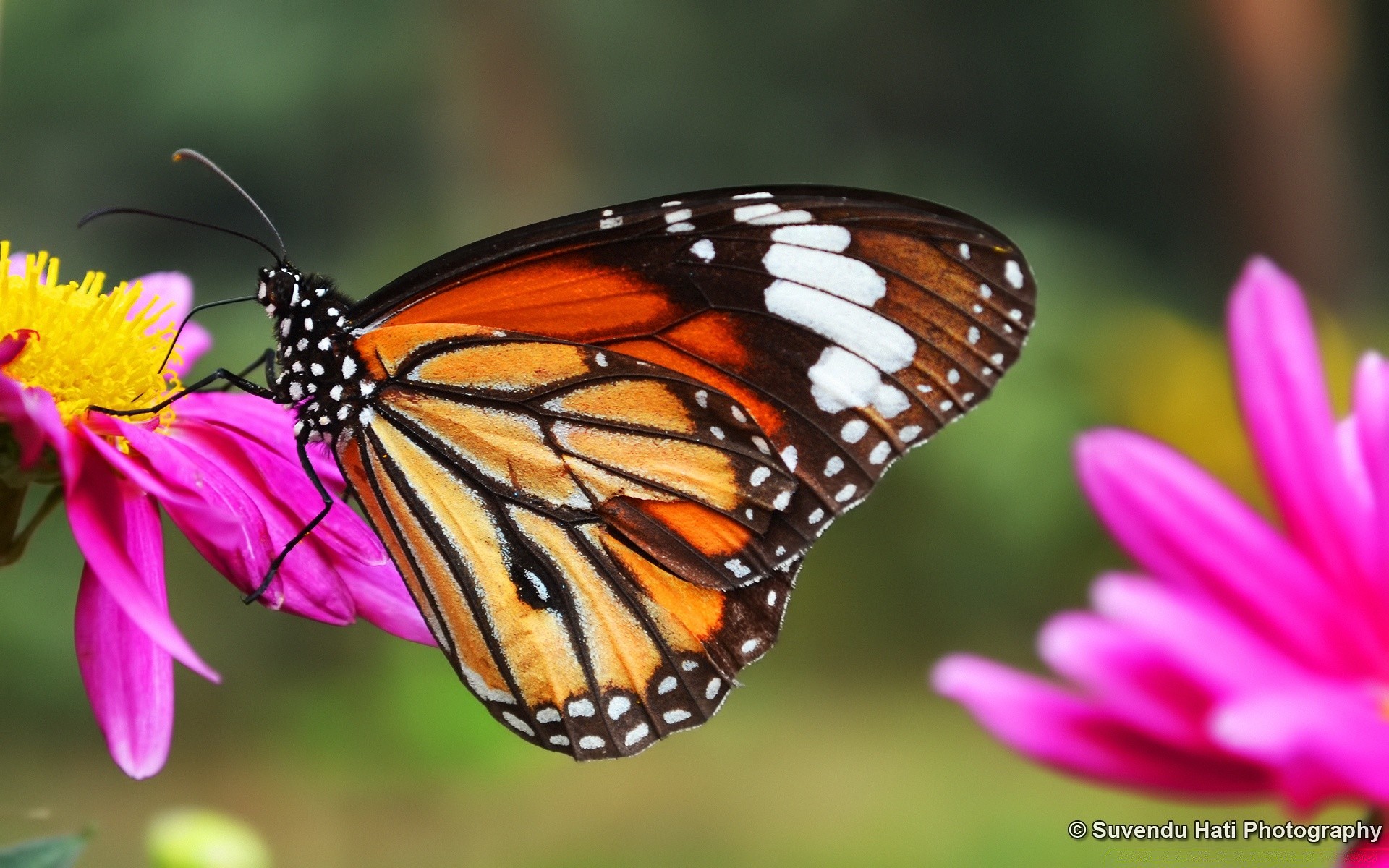 böcekler kelebek doğa böcek yaz açık havada çiçek parlak narin kanat bahçe yaban hayatı hükümdar flora yaprak oldukça lepidoptera güzel hayvan tropikal