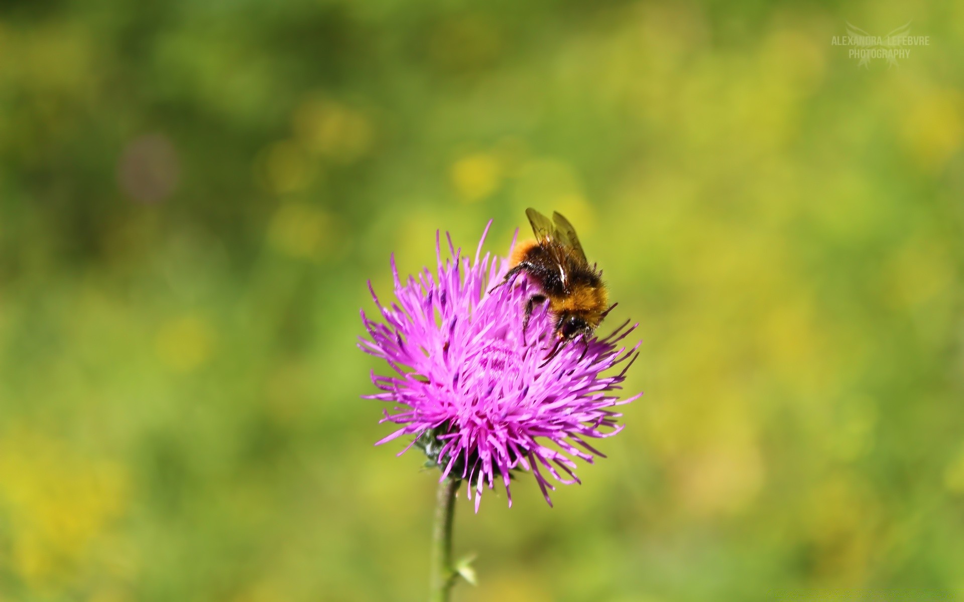 insects nature insect flower summer outdoors wild bee flora garden grass hayfield close-up leaf thistle honey pollen