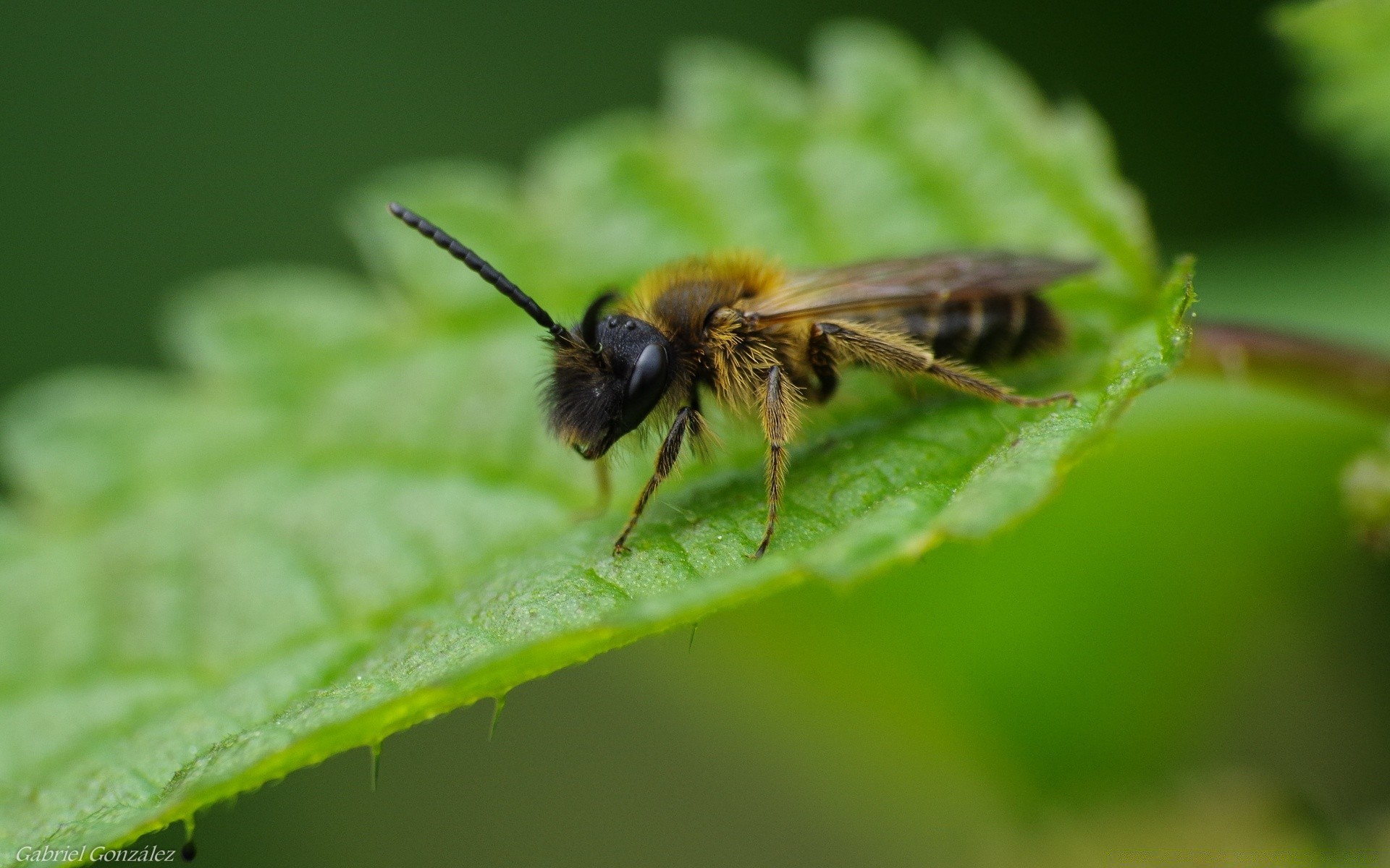 insectes abeille insecte nature miel à l extérieur pollen abeilles guêpe feuille mouche