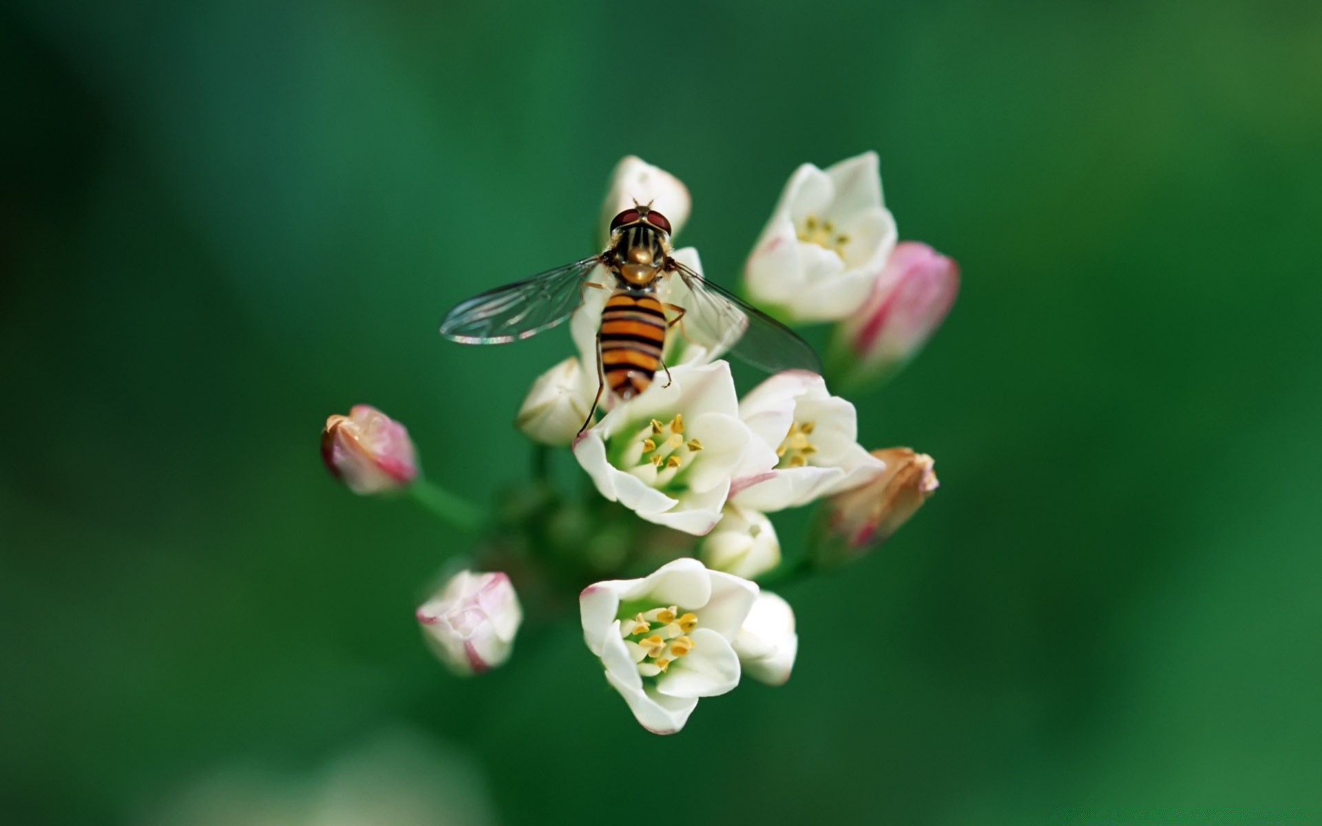 motyl natura owad kwiat na zewnątrz lato liść mało pszczoła