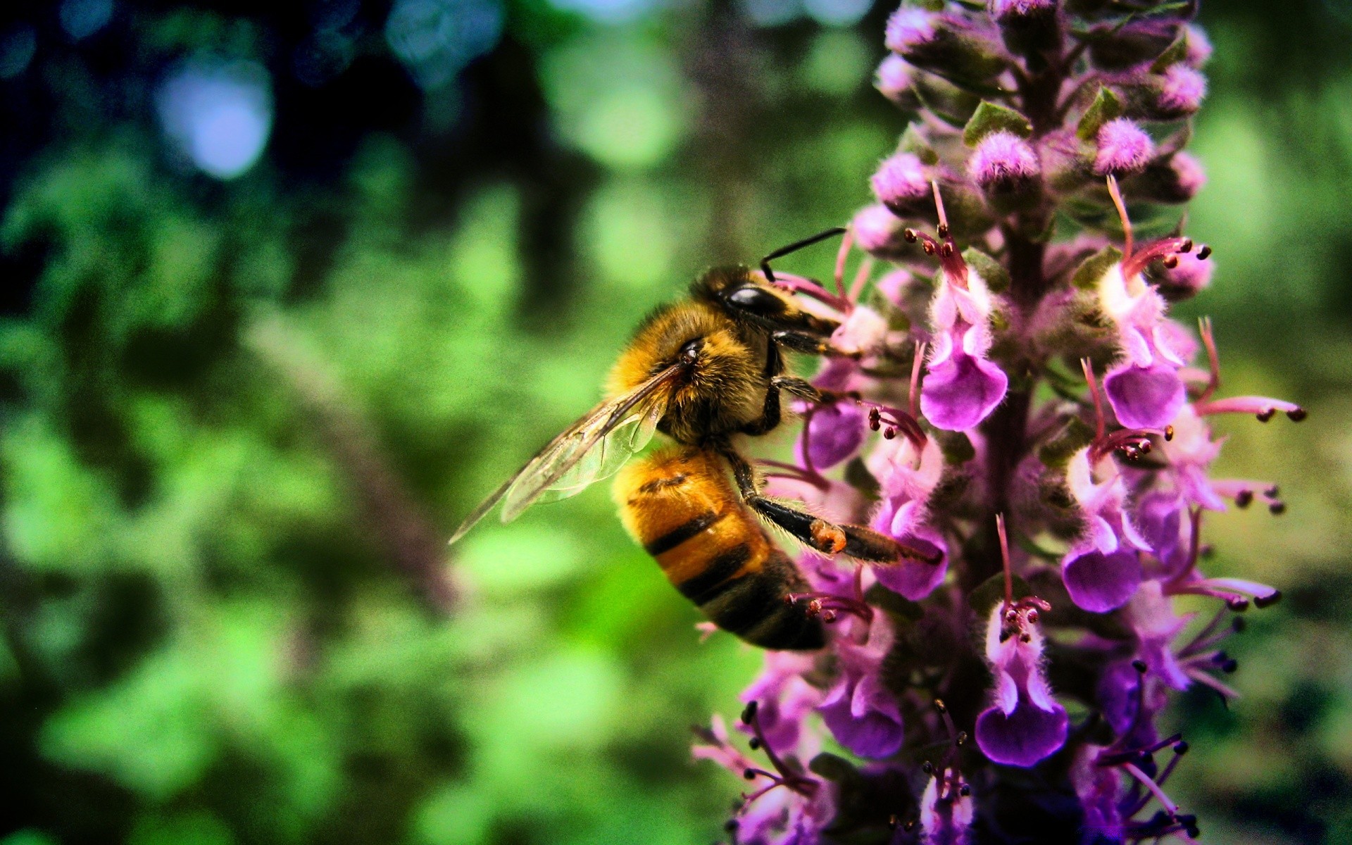 insectes abeille nature insecte miel à l extérieur pollen abeilles fleur pollinisation bourdon été guêpe jardin sauvage feuille flore nectar