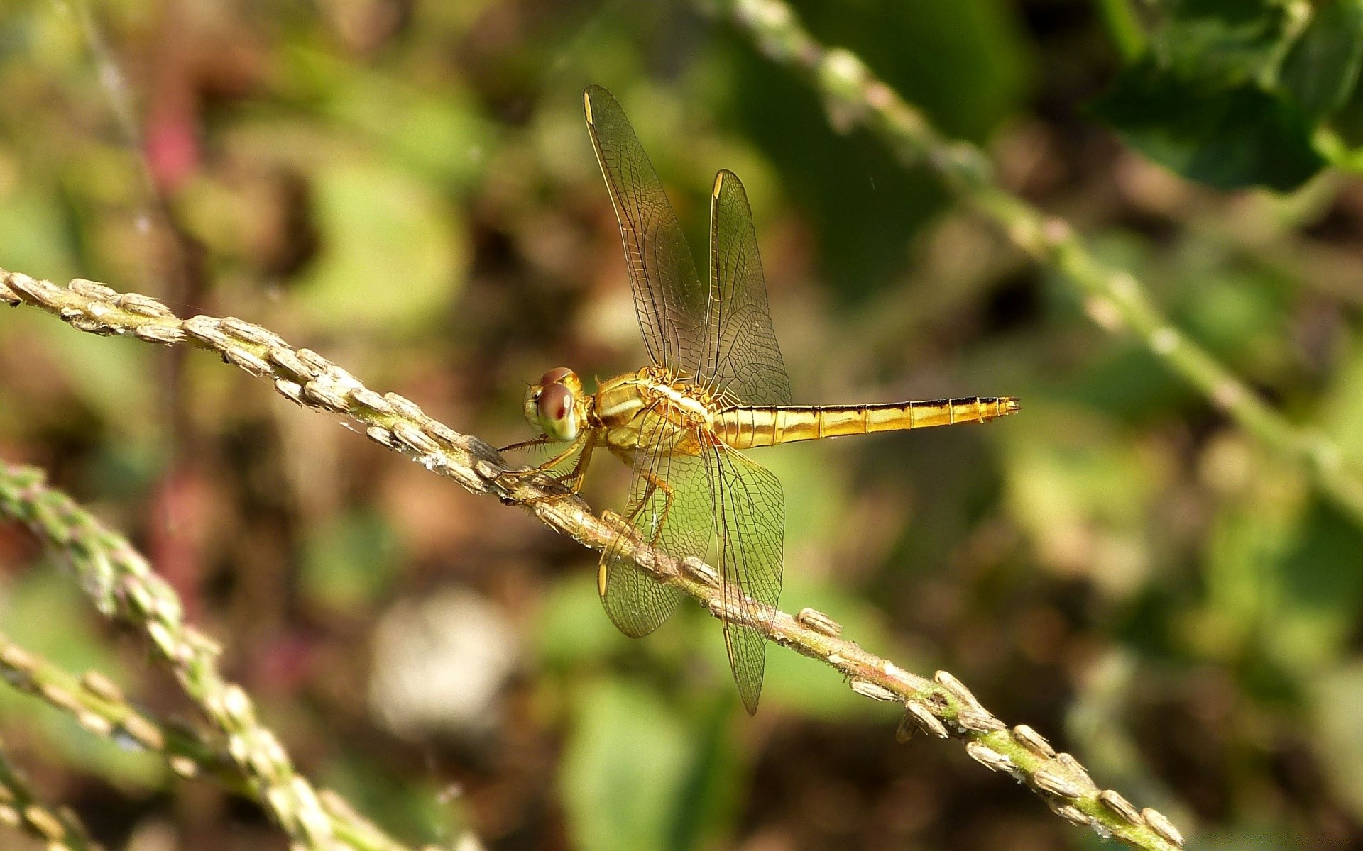 insekten libelle insekt natur tier tierwelt im freien wirbellose fliegen schließen flügel wild garten flora damselfly sommer gras farbe