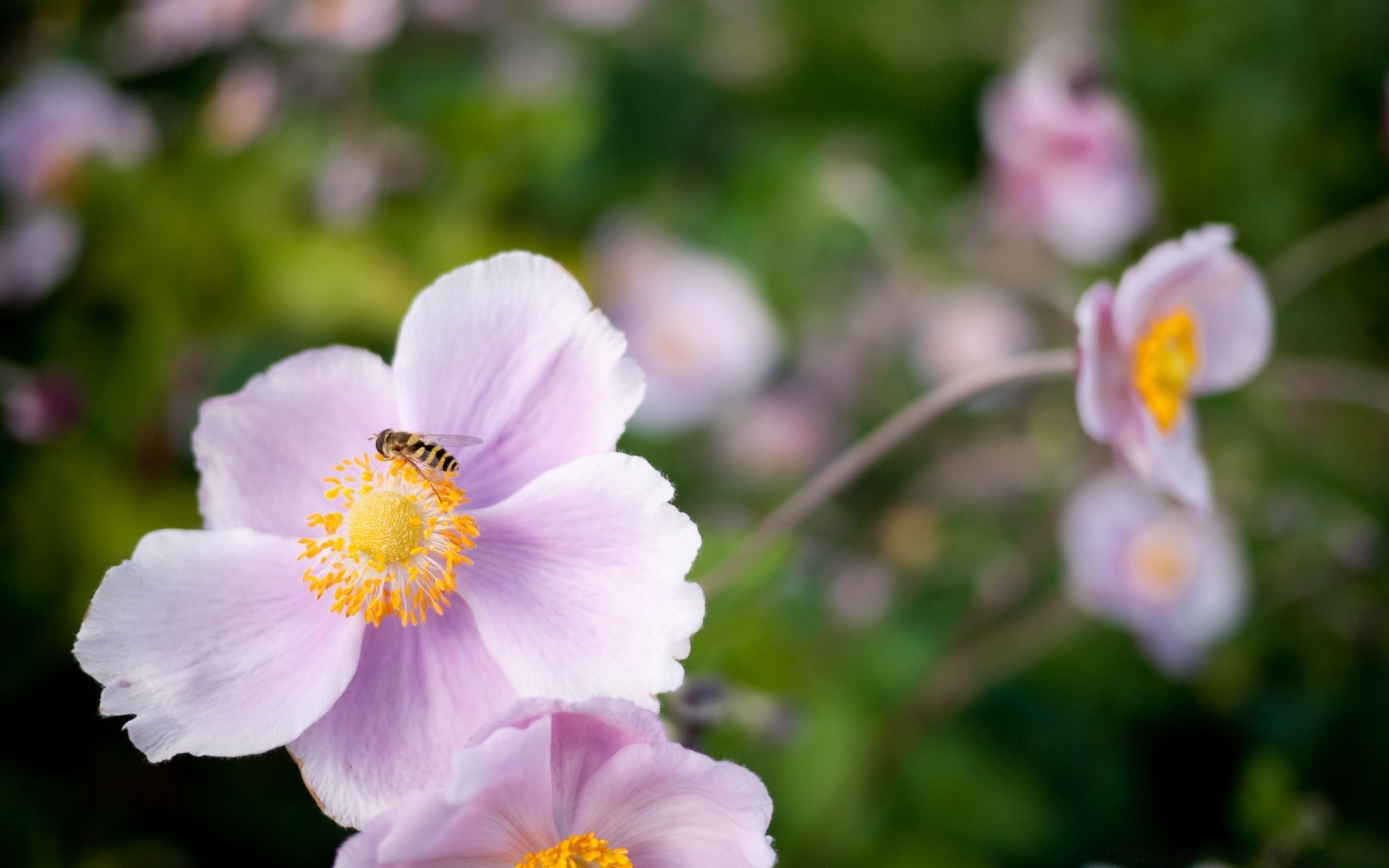 insects flower nature flora garden summer leaf petal blooming growth bright floral color outdoors